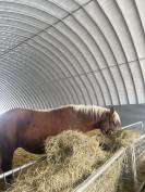 ÉTALON COMTOIS PP – 2 ANS  – TRÈS BEAU MODÈLE