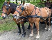 Paire de trait comtois