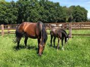 Poulinière Toulon x Ahorn