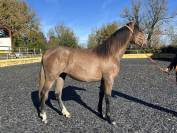 Pouliche Pure Race Espagnole OC