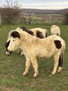 Jument miniature AMHA 