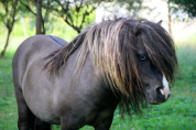 Poulain mini Shetland pleins papiers