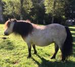 Poulain mini Shetland pleins papiers