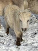 Poulain mini Shetland pleins papiers