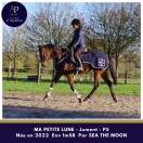 Jolie jument petit modèle top locomotion