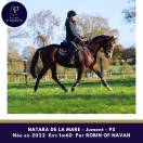 Magnifique jeune jument