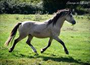 Super poney d'enfants 