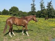 Jument quarter/paint horse 