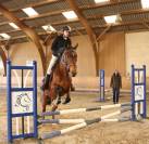 Hongre - Polyvalent Obstacle Hunter Gentil Affect.