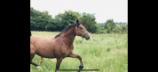 Jument réformée trotteur 