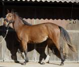 Jument 2 ans - Balou du Rouet 