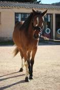 Jument 2 ans - Balou du Rouet 