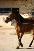 Jument 2 ans - Balou du Rouet 