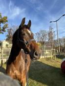 Thymus Bradt Z - Jeune cheval Hongre