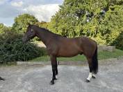 Thymus Bradt Z - Jeune cheval Hongre