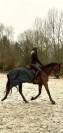 Savigo - Pur-sang 5 ans  