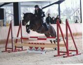 Poney Connemara ideal enfant