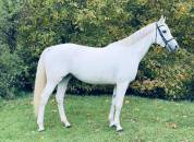 Jument CSO potentiel 135