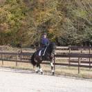 Somptueuse jument Oldenbourg 