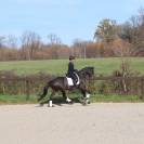 Somptueuse jument Oldenbourg 