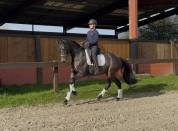 Somptueuse jument Oldenbourg 