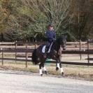 Somptueuse jument Oldenbourg 