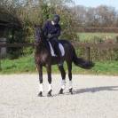 Somptueuse jument Oldenbourg 