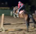 Merrie met potentieel, röntgenfoto’s, topafstamming