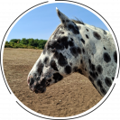Saillie Etalon appaloosa APHC et Sire