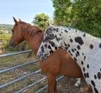 Saillie Etalon appaloosa APHC et Sire