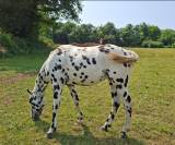 Saillie Etalon appaloosa APHC et Sire