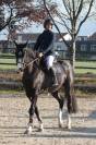 Cheval super amateur pour dressage ou cso