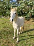 Mystère de Loubes, Camargue PP