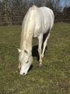 Jument 7 ans pp arabe 