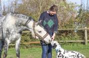 Hongre 7ans - Welsh Part Bred
