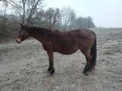 Jolie poulini&egrave;re 