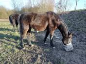 Jolie poulini&egrave;re 