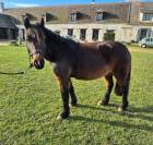 Poney d’école polyvalent