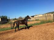 Hongre Trotteur Français