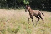 Poulain lusitanien à reserver