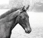 Poulain lusitanien à reserver