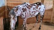 Hongre Appaloosa de 10 ans, mesurant 1,55 m au garrot.