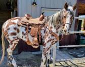 Hongre Appaloosa de 10 ans, mesurant 1,55 m au garrot.