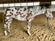 Hongre Appaloosa de 10 ans, mesurant 1,55 m au garrot.