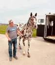 Hongre Appaloosa de 10 ans, mesurant 1,55 m au garrot.