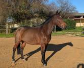 Jument 9 ans SF Originel pour CSO