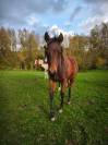 Poulain PP Paint horse 
