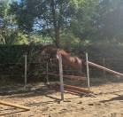 Hongre 4ans Qlassic bois Margot x Qat’sous