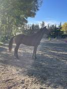 Hongre 4ans Qlassic bois Margot x Qat’sous