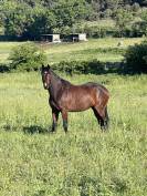 Hongre 4ans Qlassic bois Margot x Qat’sous